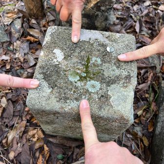 ねこは  三角点ハンターの  やくめを  はたした



点名: 朝熊山
標高: 477.96 m
種別: 一等三角点
