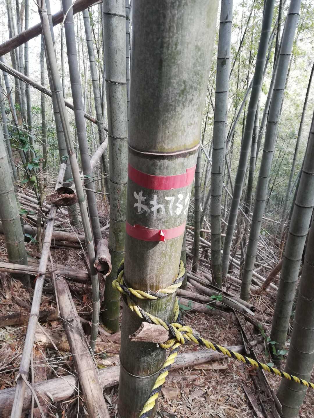 急な坂の笹林にあるコメント。
あわてません😃