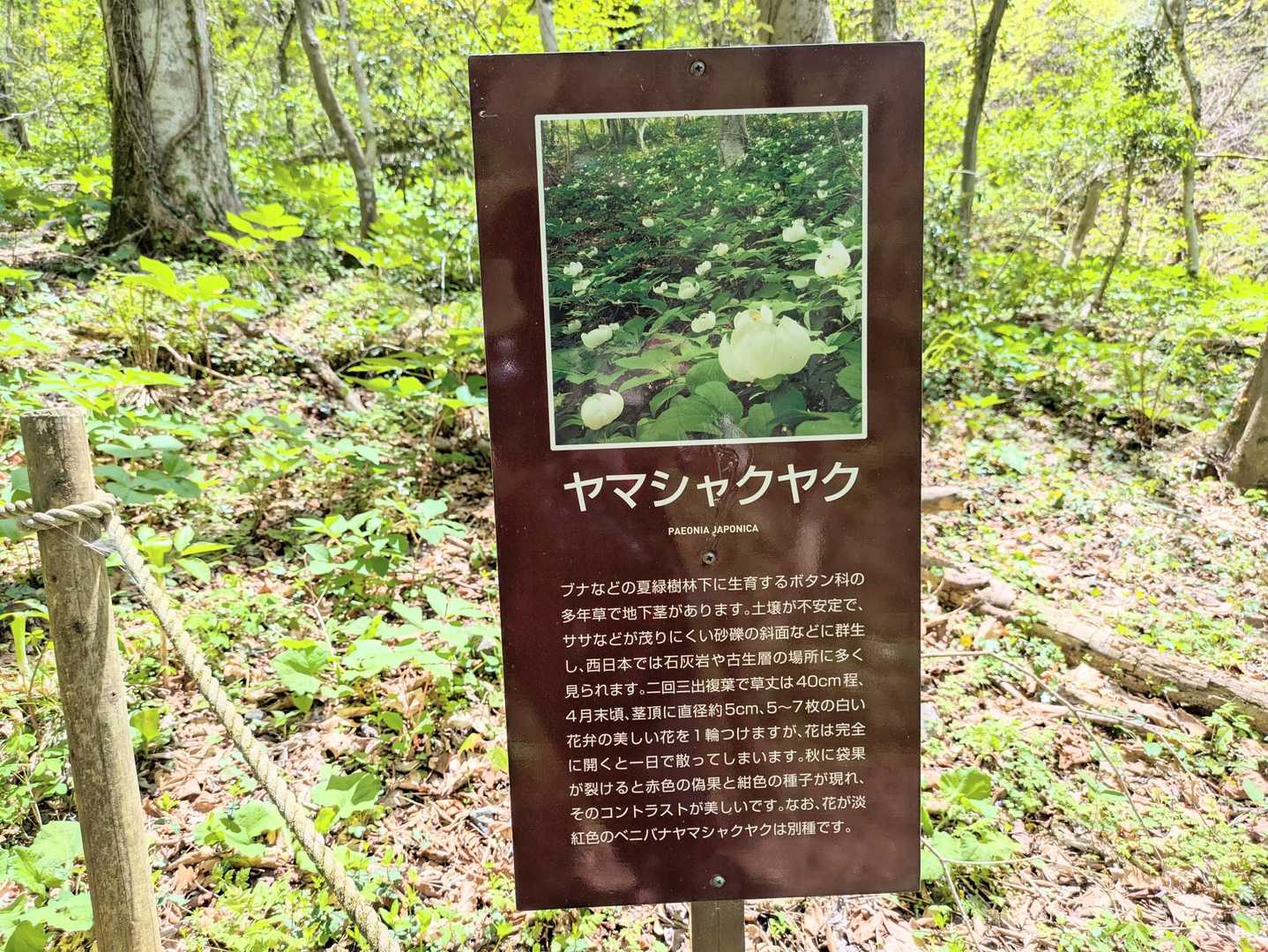 花は完全に開くと1日で散ってしまうそう。