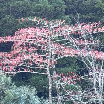 これ？！やたら赤く🟥て
なんやろ？！と、