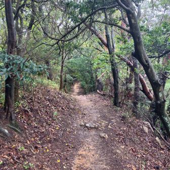 天狗道が続く。長い登りで何故か元気に😃