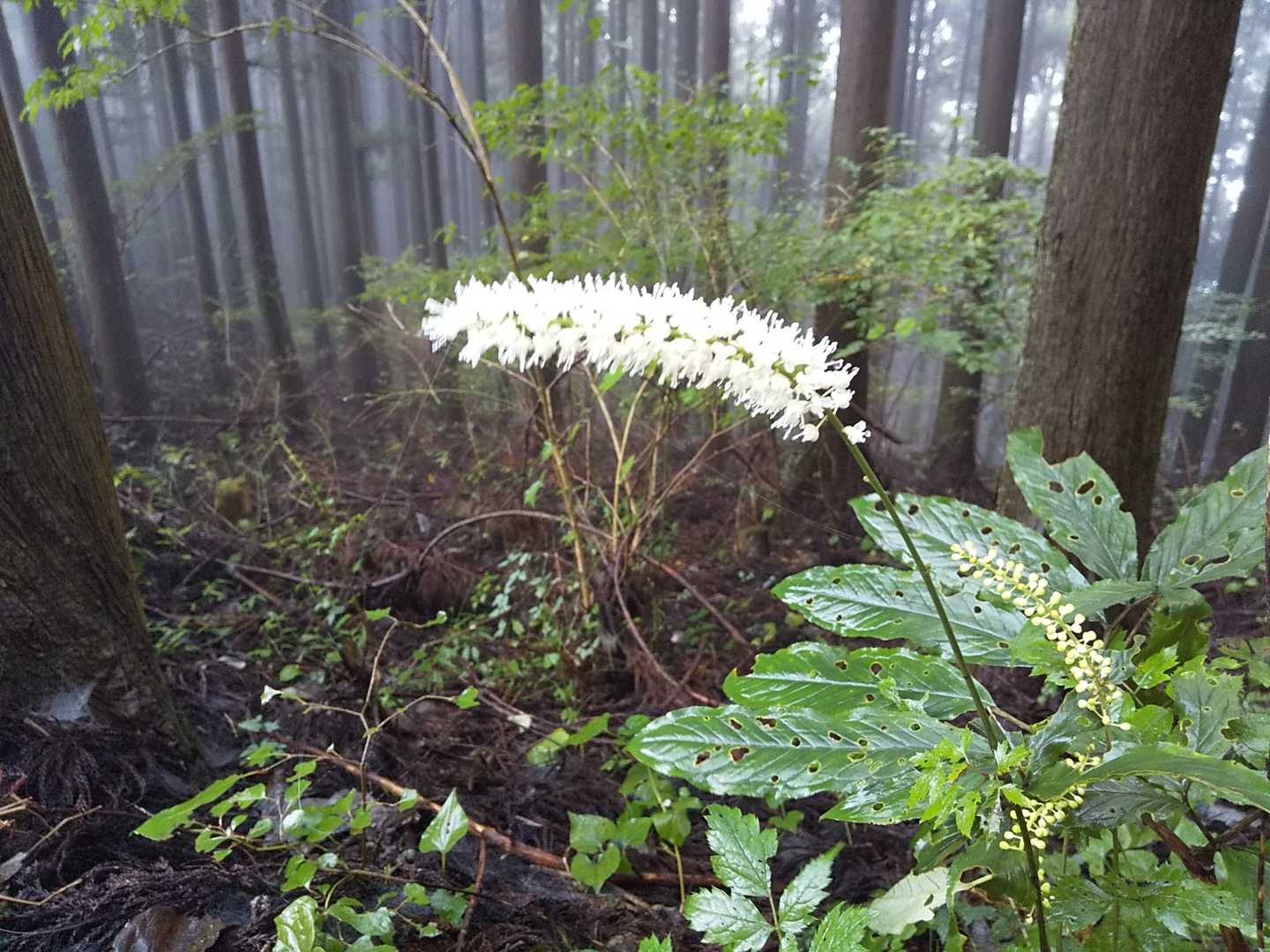 サラシナショウマ🌸