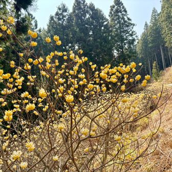 本日メインのミツマタ〜🤗🤗🤗✨

陽に照らされて可愛い〜🥰