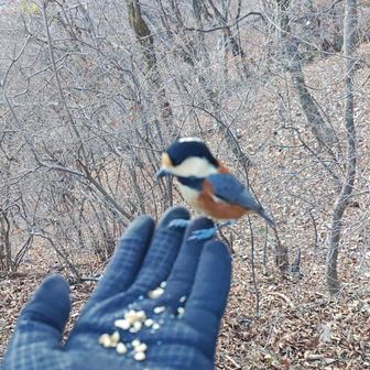 持参のクルミで野鳥と遊ぶ。残った餌は持ち帰る。