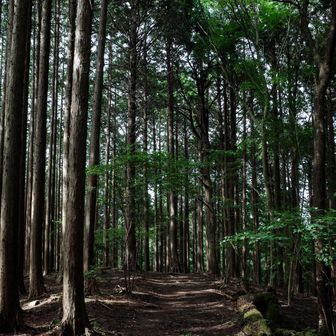 ジブリに出てくるような林道