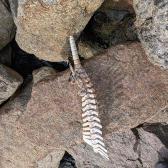 イルカの類と思量