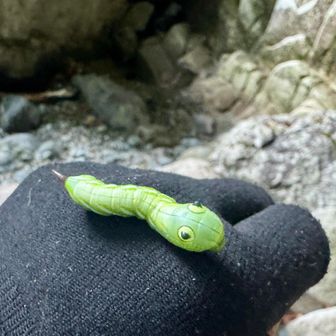 いつの間にか手袋にがっつりついていたイモムシさん🐛😂
最初は「ベビのおもちゃ？」と思った…

ヘツリで岩をつかもうと手を上げた時に気づき、目が可愛らしくて、しばらくそのまま一緒に進みました。

最後は葉っぱ🍃を差し出すと、自ら歩いて離れてくれました😊