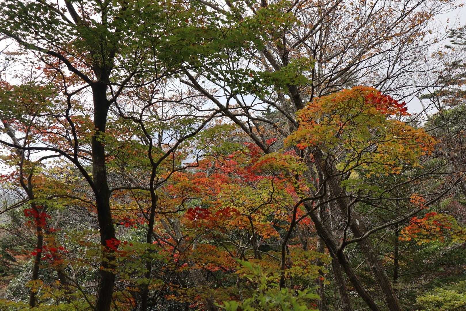 良い感じの紅葉です。