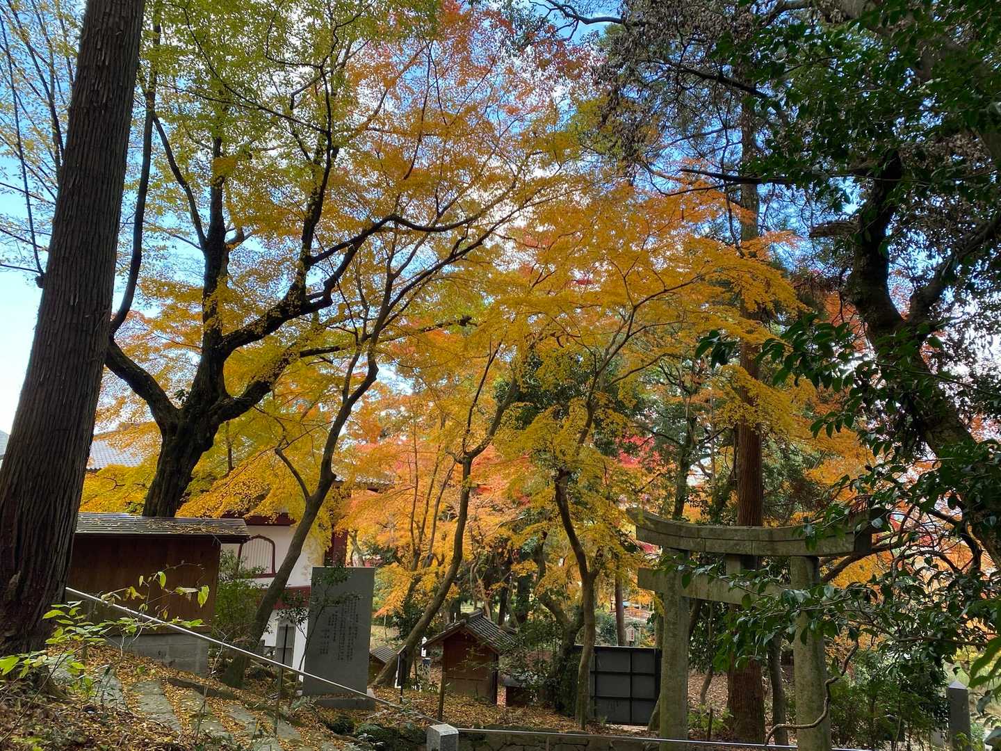 お寺まで戻るとまた紅葉🍁