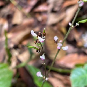 ヌスビトハギ

もう少しすると、厄介者😤
ひっつき虫