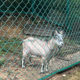 あら、、、やぎさん🐐こんにちは☺️