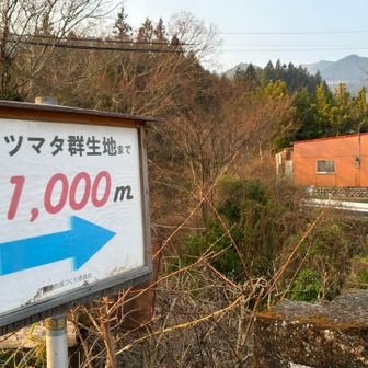 駐車場から群生地まで1キロです