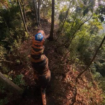 良き道があったのでティラノ着込む