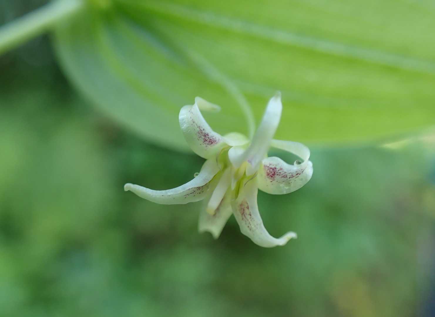 オオバタケシマランの花のアップ❣