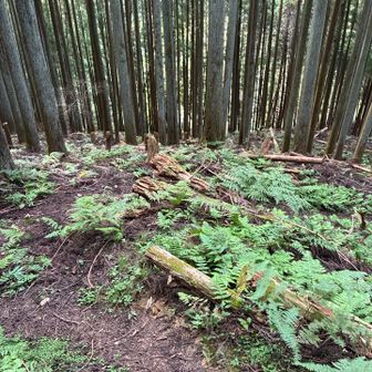 シダが青々