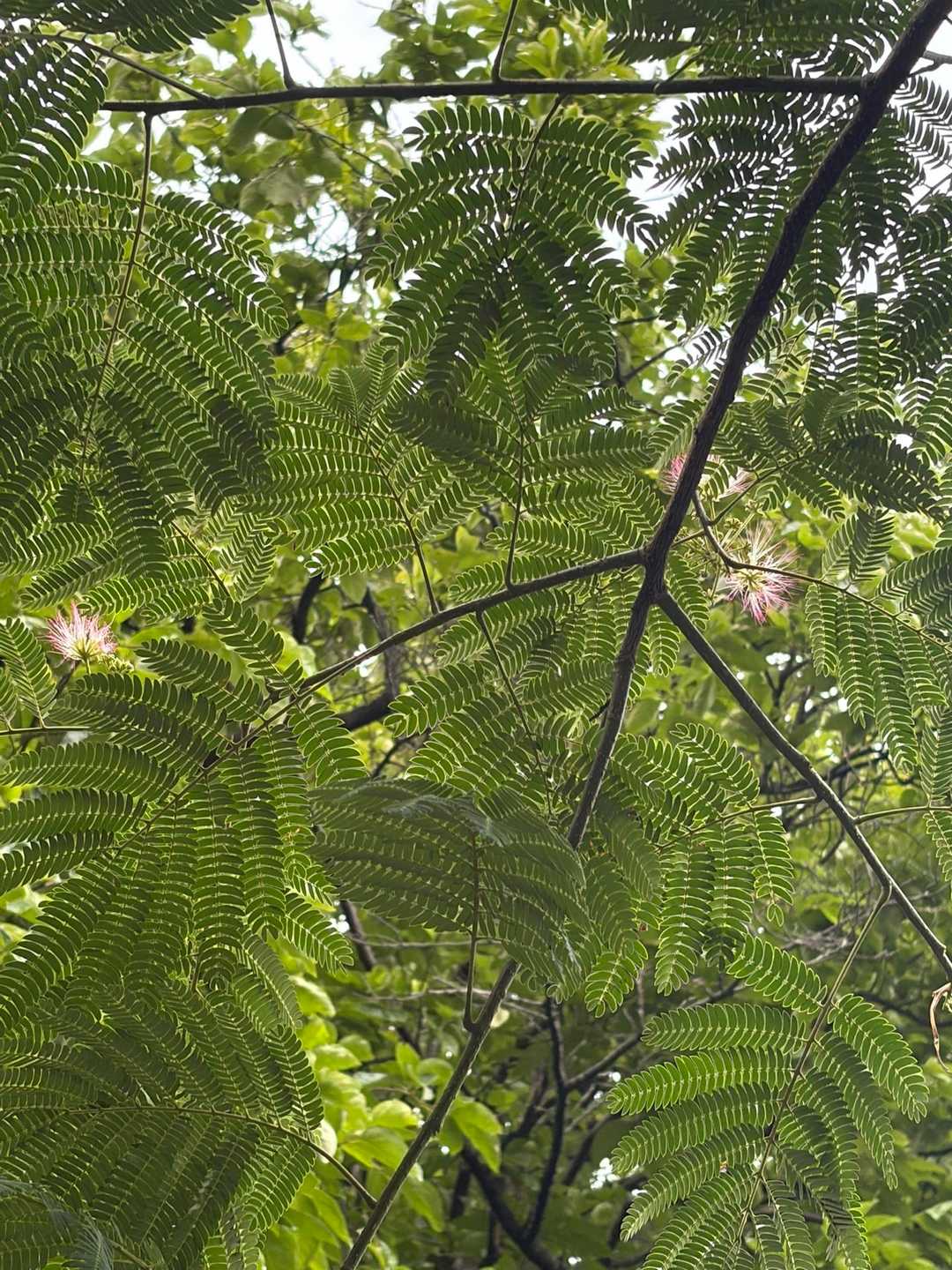 ふと見上げるとピンクの花が咲いてた🩷