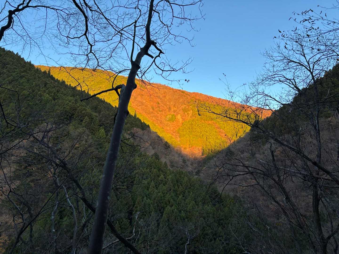 鷹ノ巣山 往復コースの写真