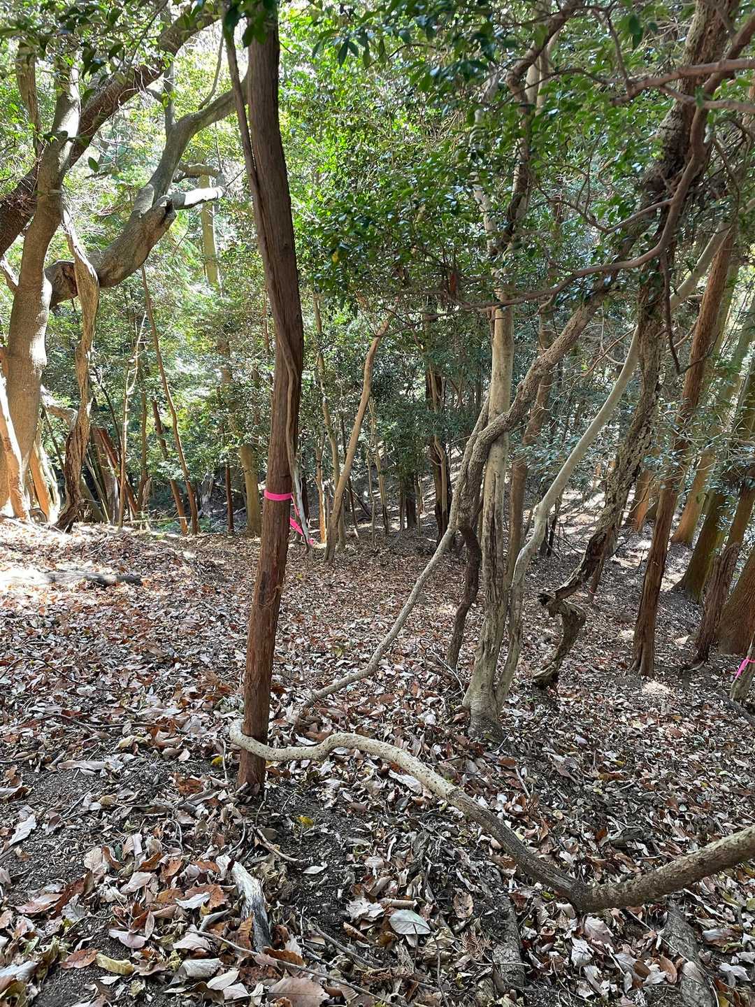 深い落ち葉と土のこの勾配の斜面をズルズルと滑り落ちるように下ります。ここ、登りはかなりハードかも