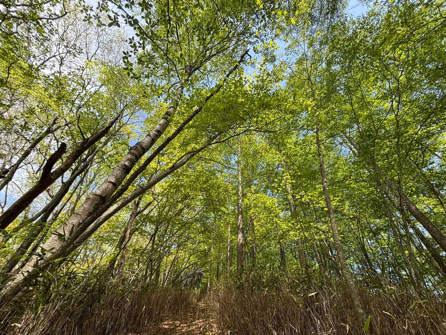 笠取山登山口-笠取山-黒槐ノ頭-唐松尾山-三ノ瀬登山口 周回コースの写真