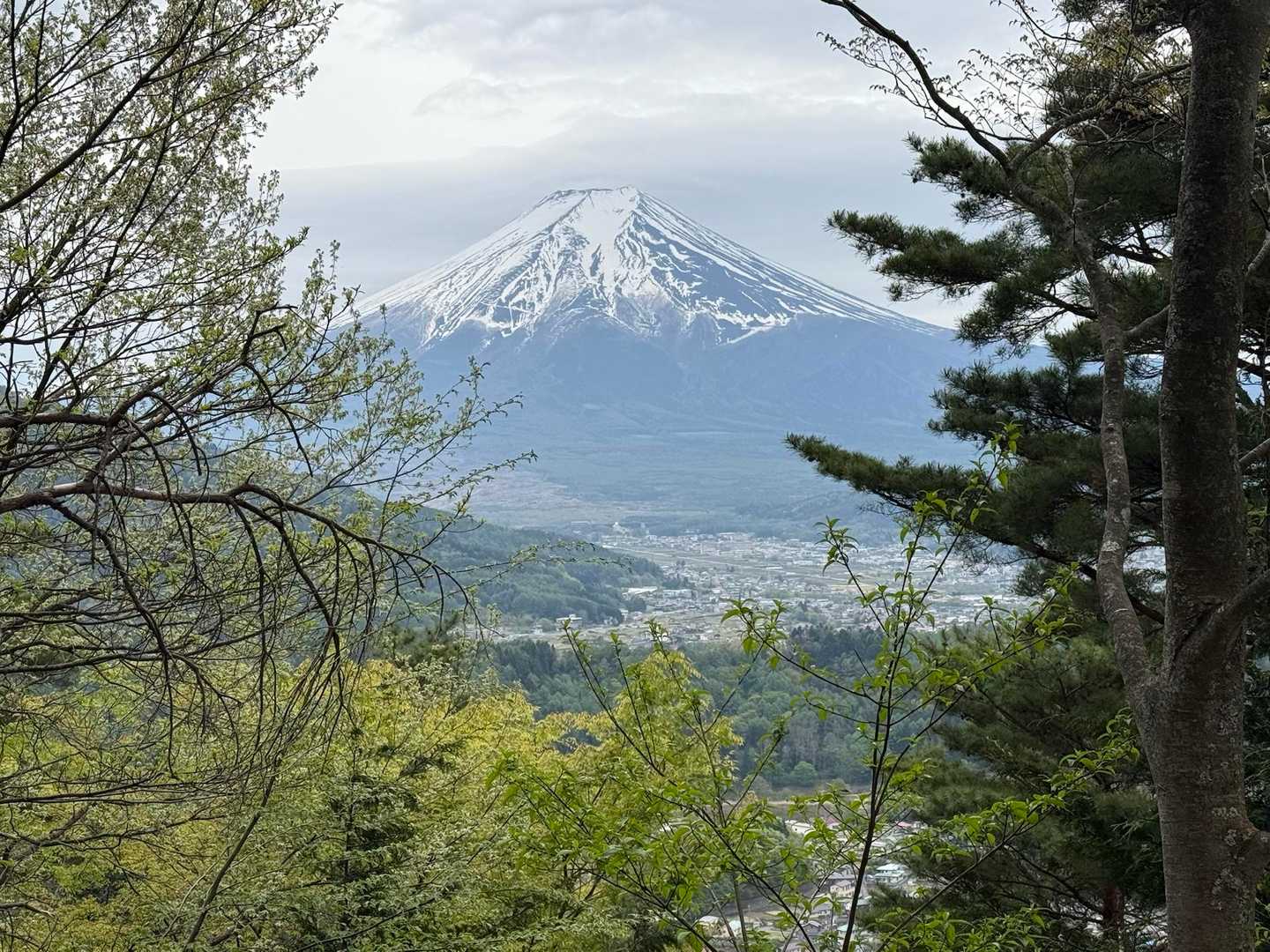 富士山の見えるところは伐採して眺望抜群！