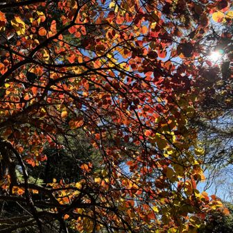 暑いくらいの日差しを受けて、紅葉が本当に美しかった🍁☺️