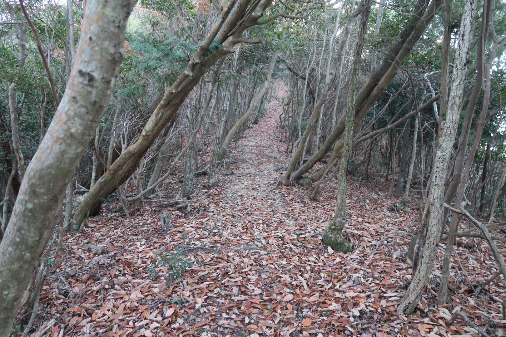 岡稲荷神社-三角点山 周回コースの写真