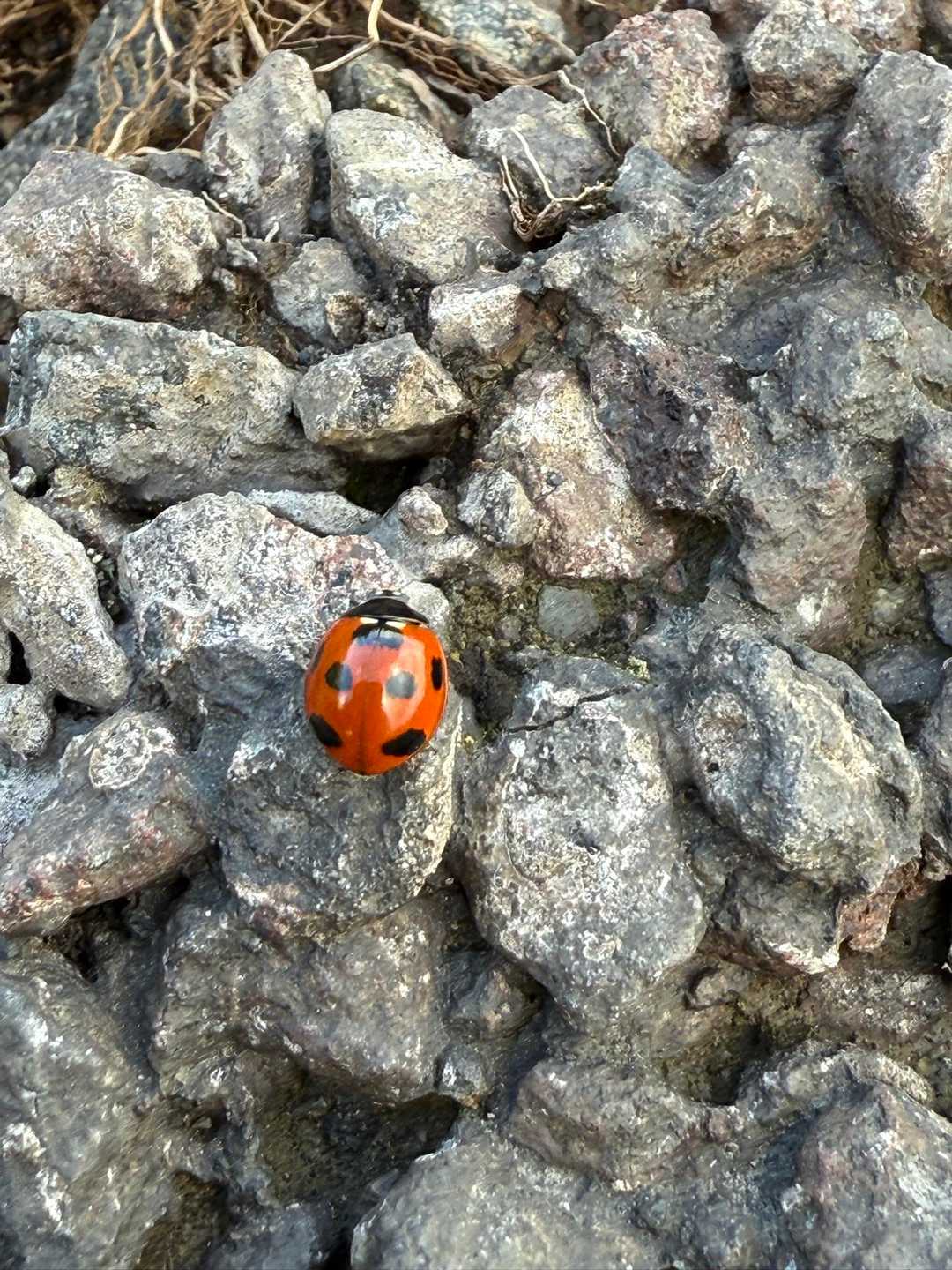 🐞　今度は涼しい時に高岳、中岳を歩きたいな