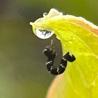 「 ひ 」の体勢で
ウッカリ落下(｡≖‿≖ฺ)