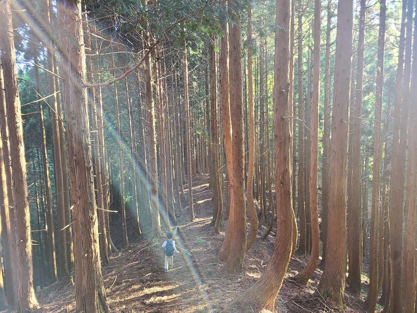 三久安山登山口-三久安山 往復コースの写真