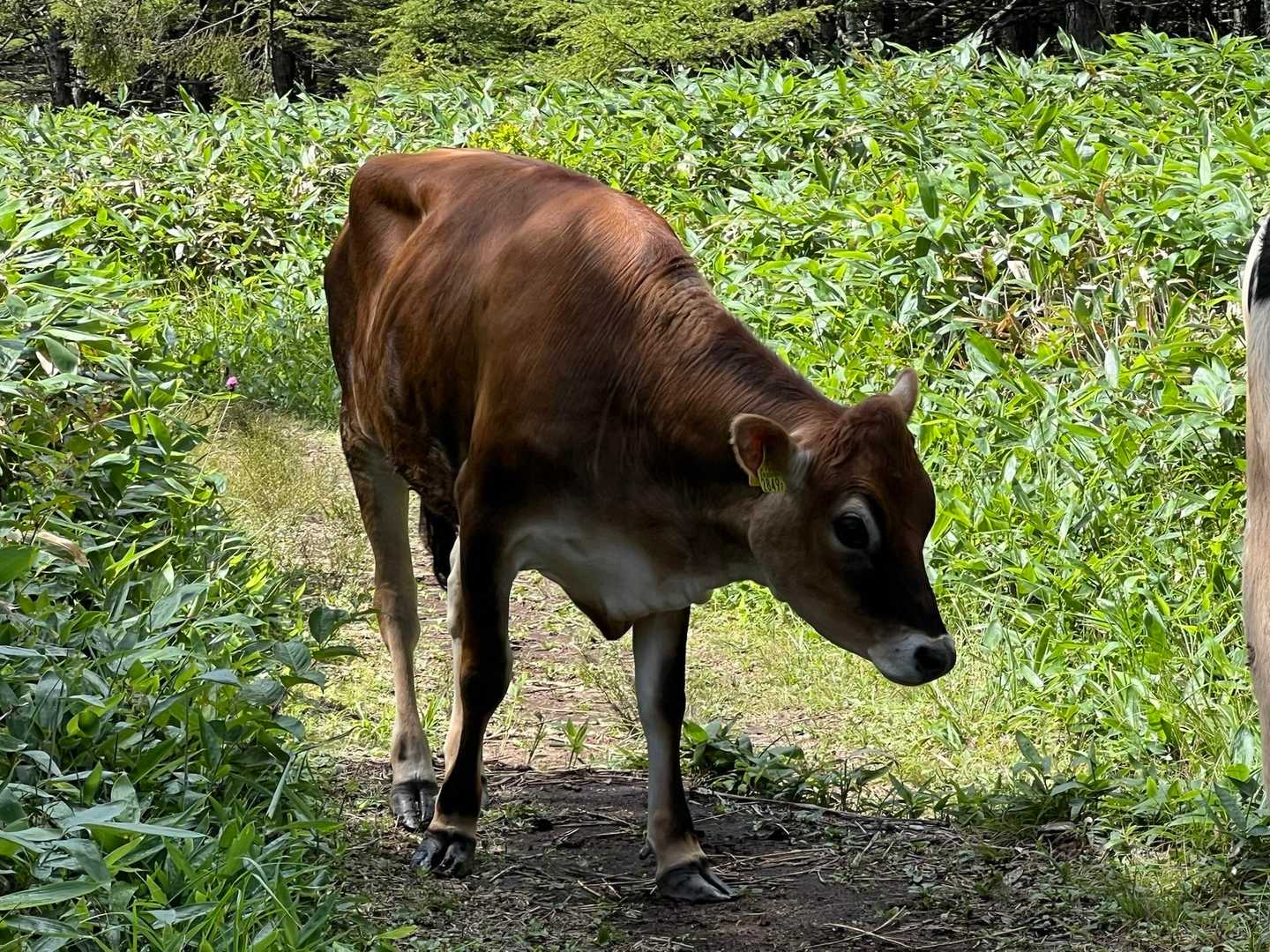 戻って来てくれた🐄