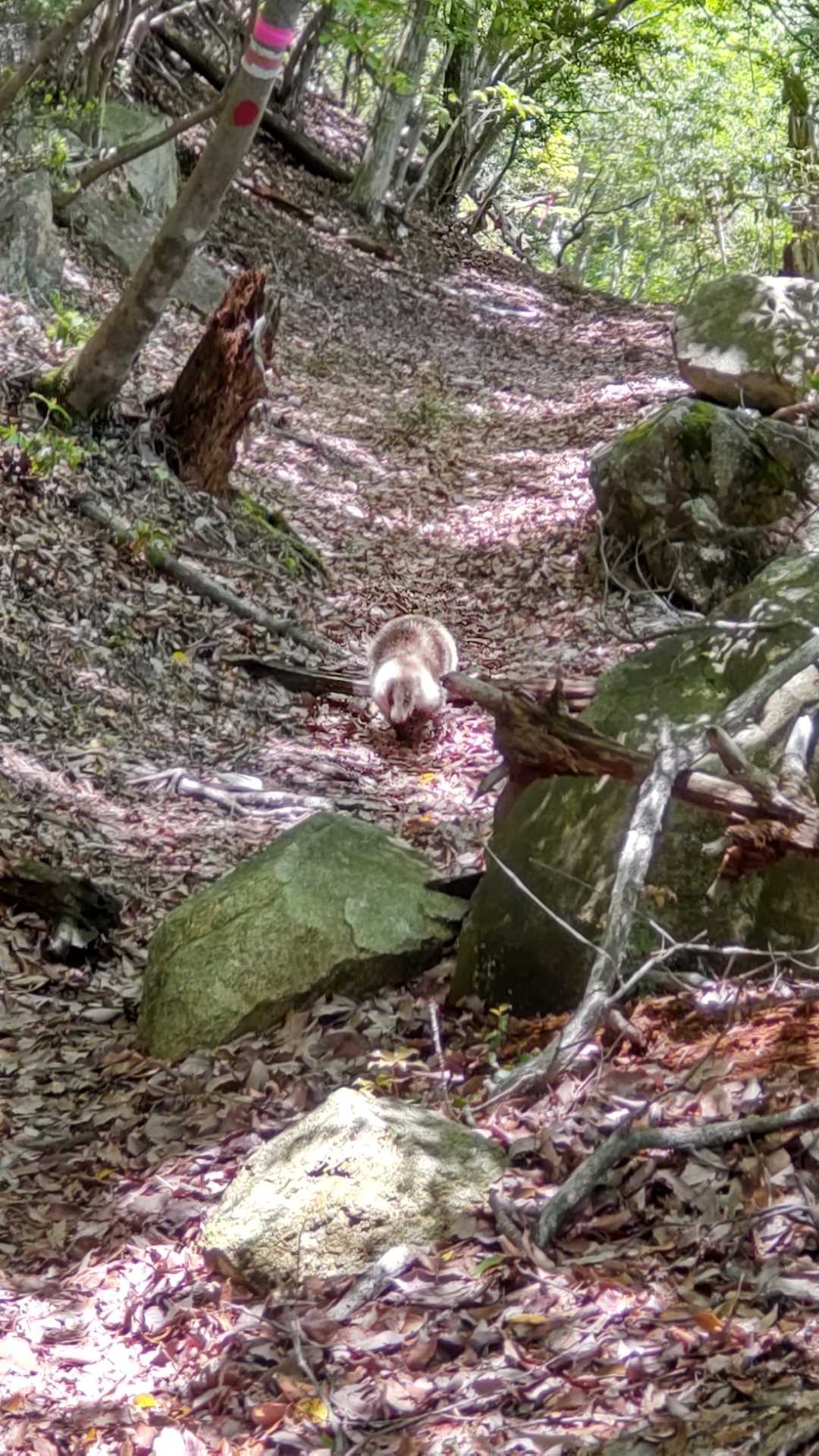 何？何？突進してきたー😖。