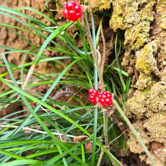 フユイチゴ🍓かな？
