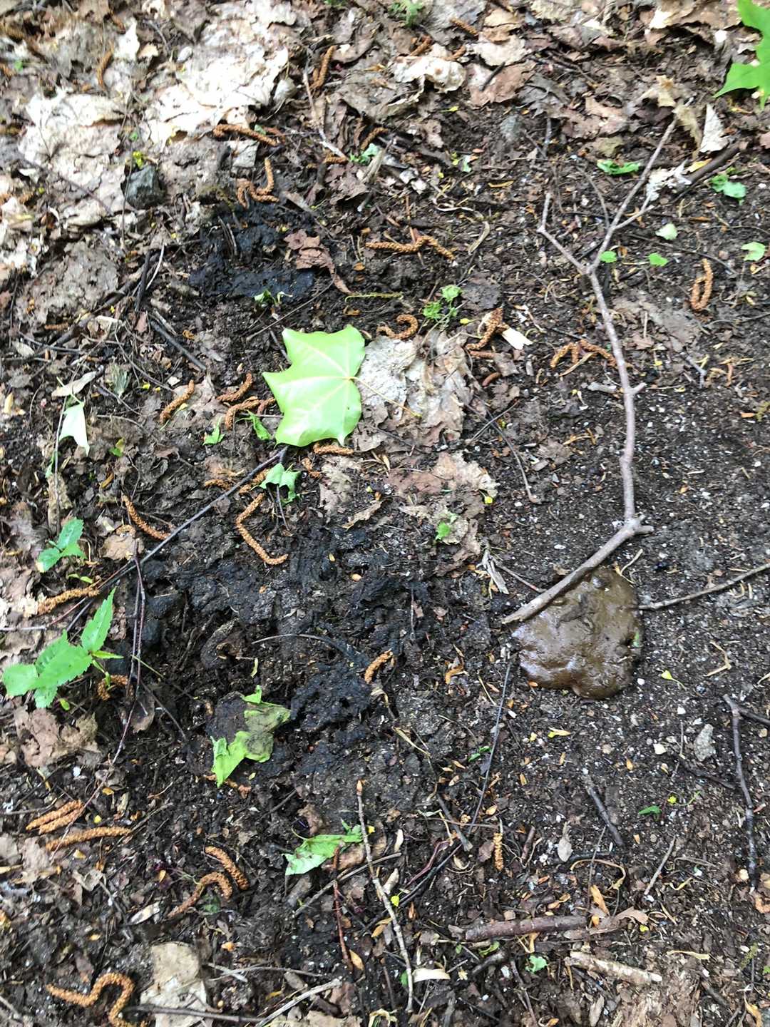 ３つ目は、木の枝下にある、茶色の、💩したてホヤホヤ。
落とし主はお腹痛いのかな？何食べた？　
これは、ヤバイですよ〜笛ならし、看板見つけたらガンガン鳴らしてながら、急足で降りてきました💦😅