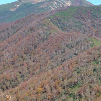 平標山の稜線が見えました。落陽前のダケカンバがいい感じ