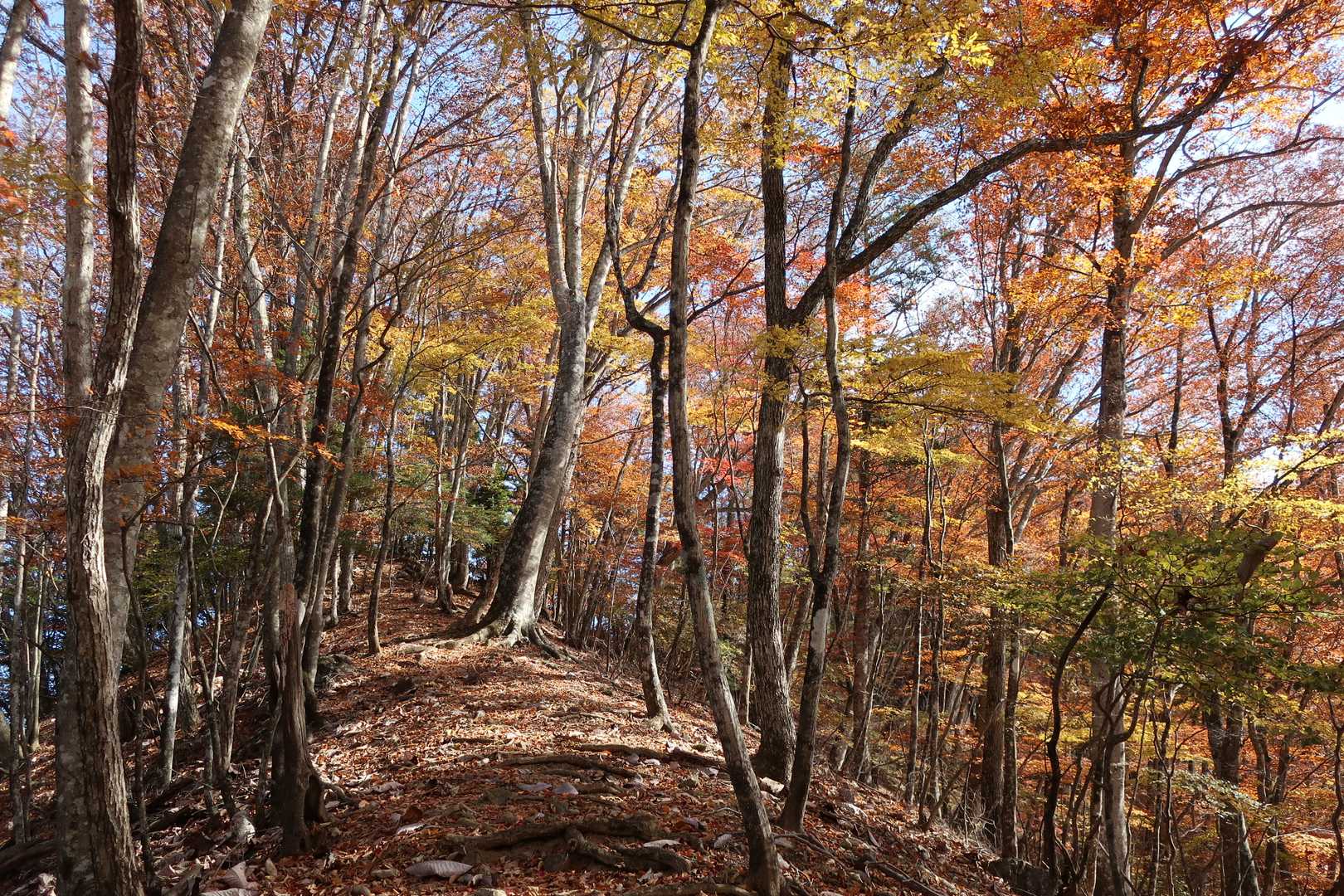 諏訪山登山口-ヤツウチグラ-諏訪山 往復コースの写真