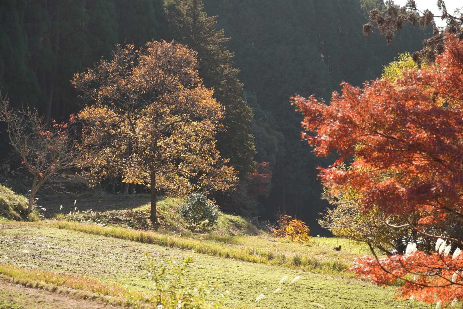 古処山 | ツゲの原始林と渓谷が魅力。運が良ければニシキキンカメムシとの出会いもの写真