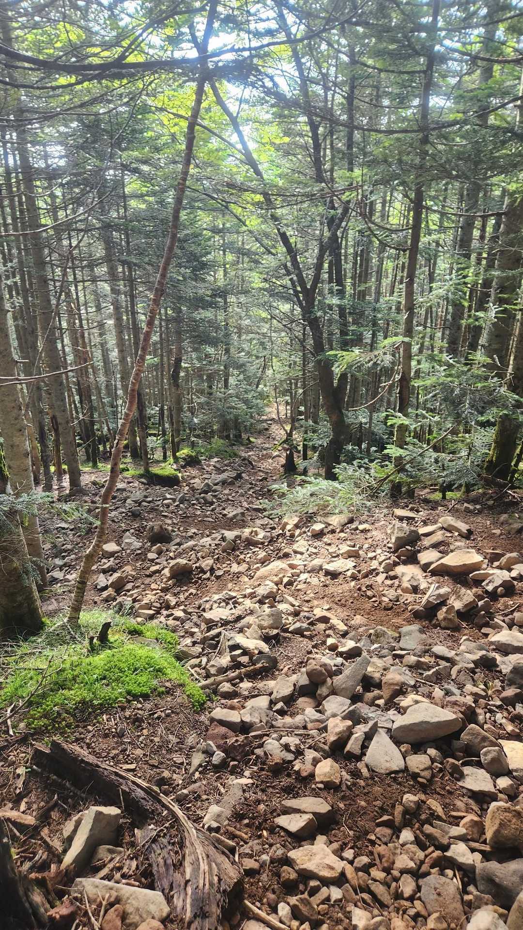下っていくと山頂にいたお姉さんに追い付く、話をすると縞枯山荘に宿泊したそうで下山ご温泉♨️に向かうそうで優雅に山を楽しまれていました😚
