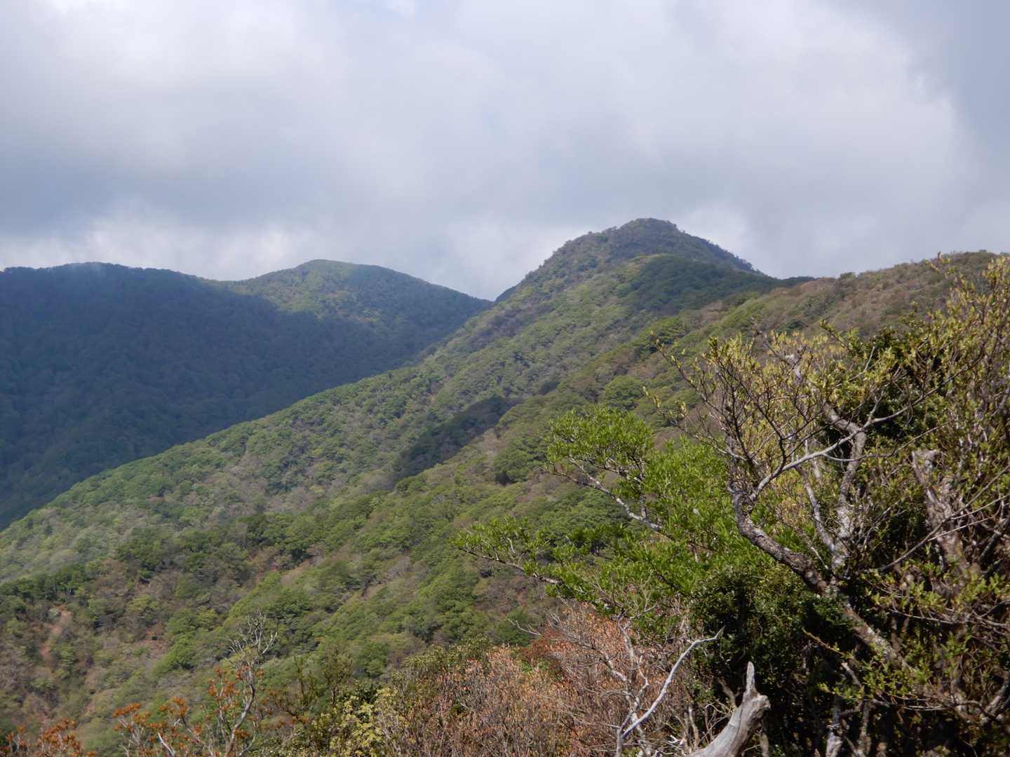 開けたとこから万三郎岳(天城山)を見る。富士山は見えず。