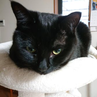 黒にゃん🐈‍⬛
