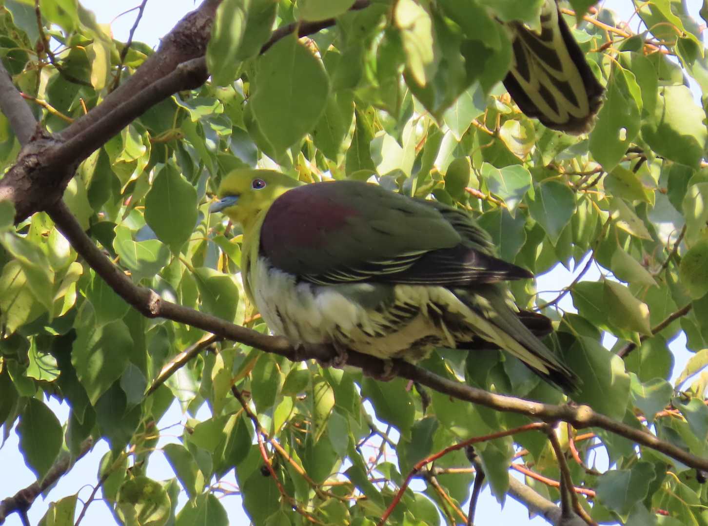 アオバト
https://www.suntory.co.jp/eco/birds/encyclopedia/detail/4519.html
