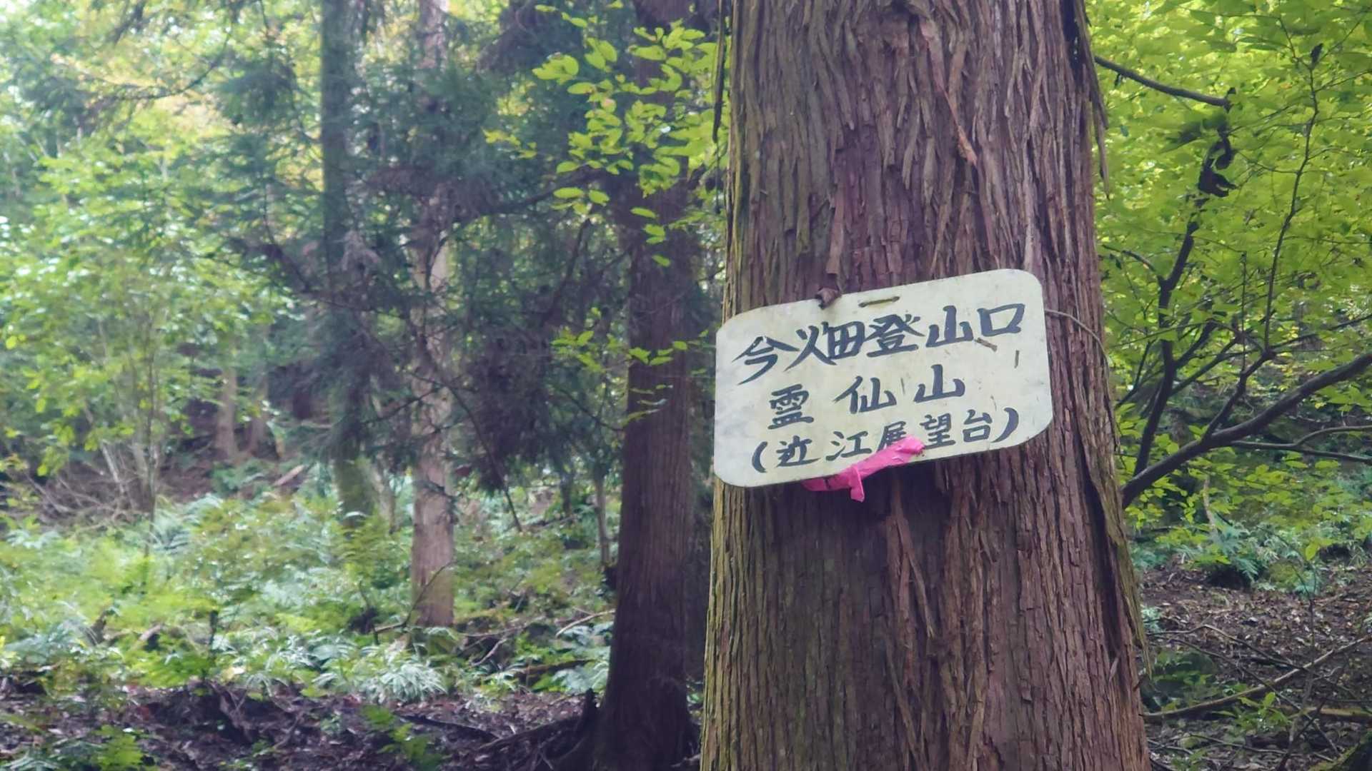 今畑登山口-笹峠-霊仙山最高点 往復コースの写真