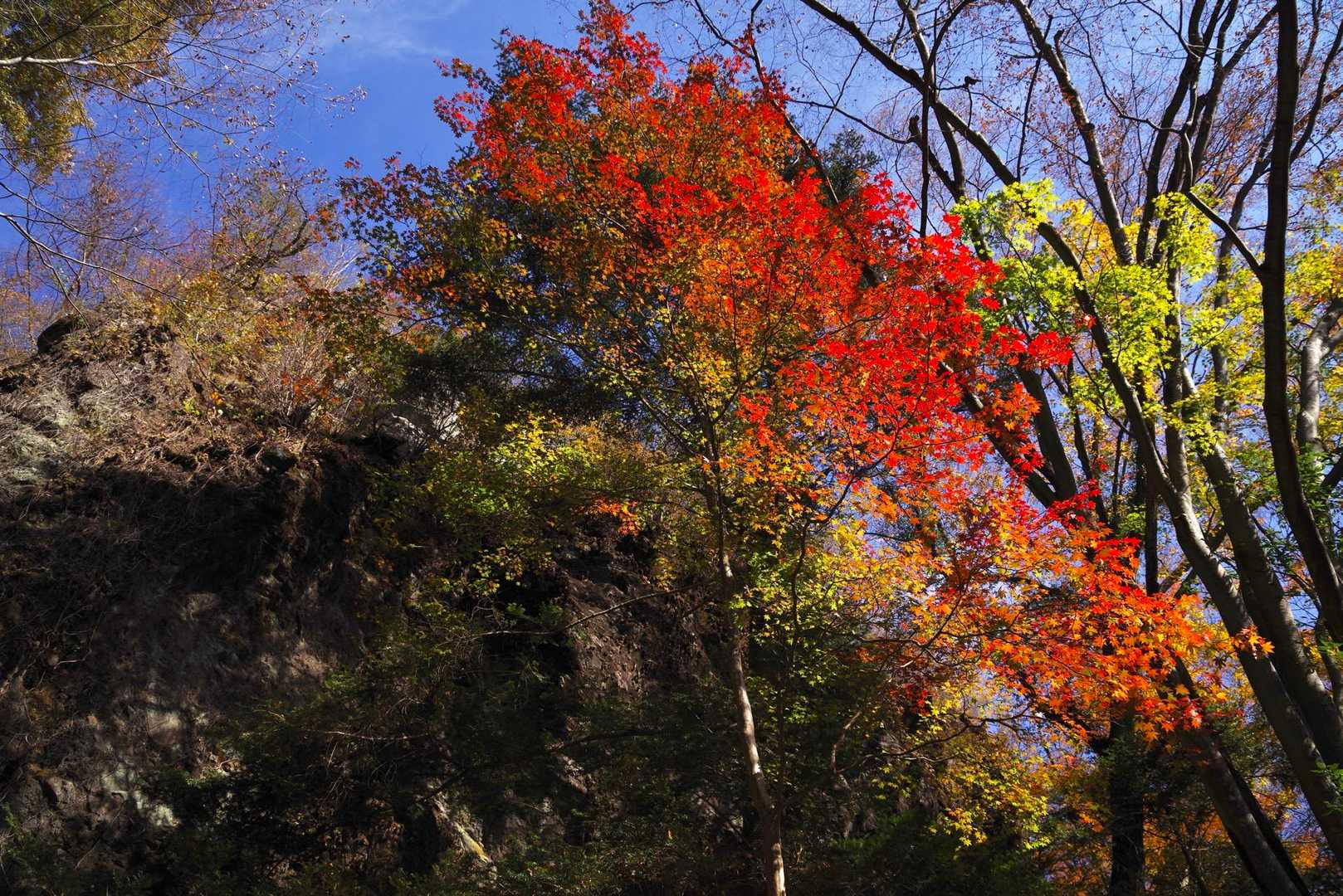 遊歩道の紅葉が中々鮮やか