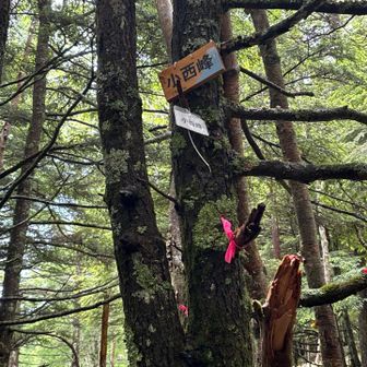 小西峰、ピンテのアピールがすごい😅