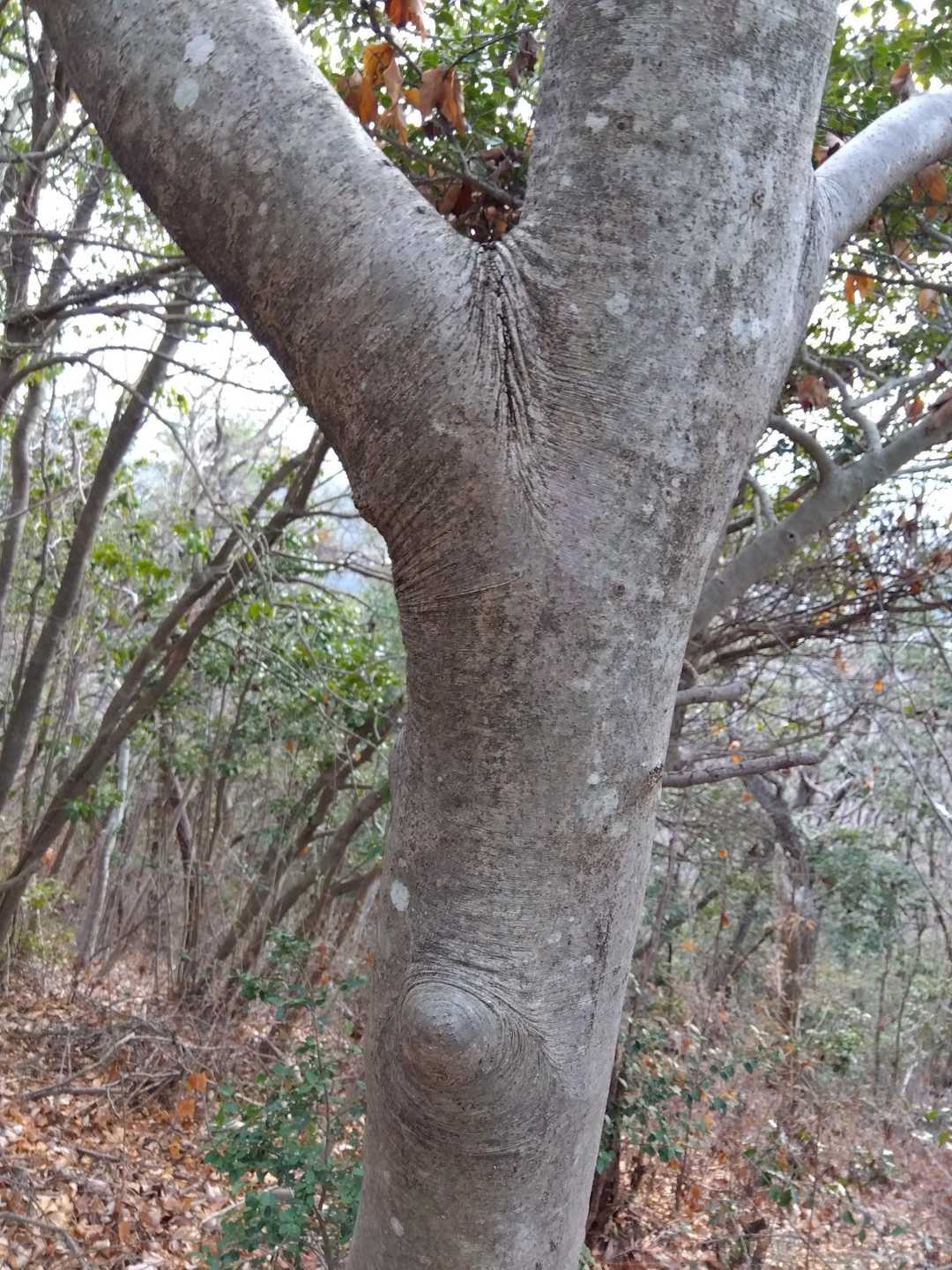 今日一の芸術木
メスとオス
もう１回言う
雌と雄
ふたなりとも言う