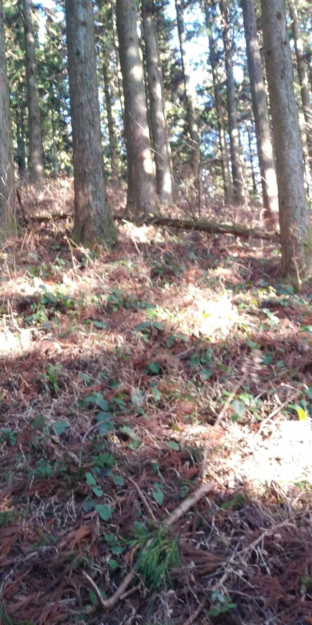 意外と登る。