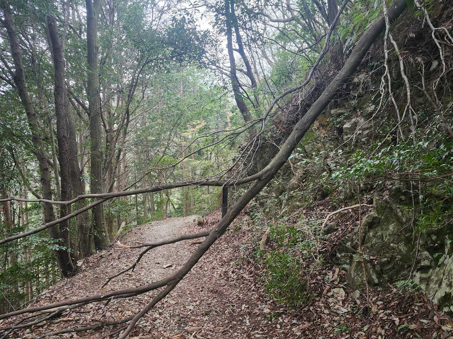 倒木が道塞いでた