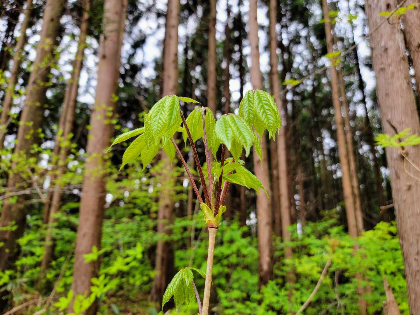伸びちゃったコシアブラ