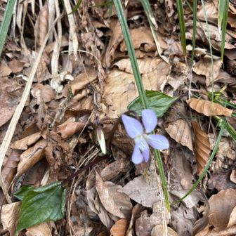 スミレは幾種類か咲いていました