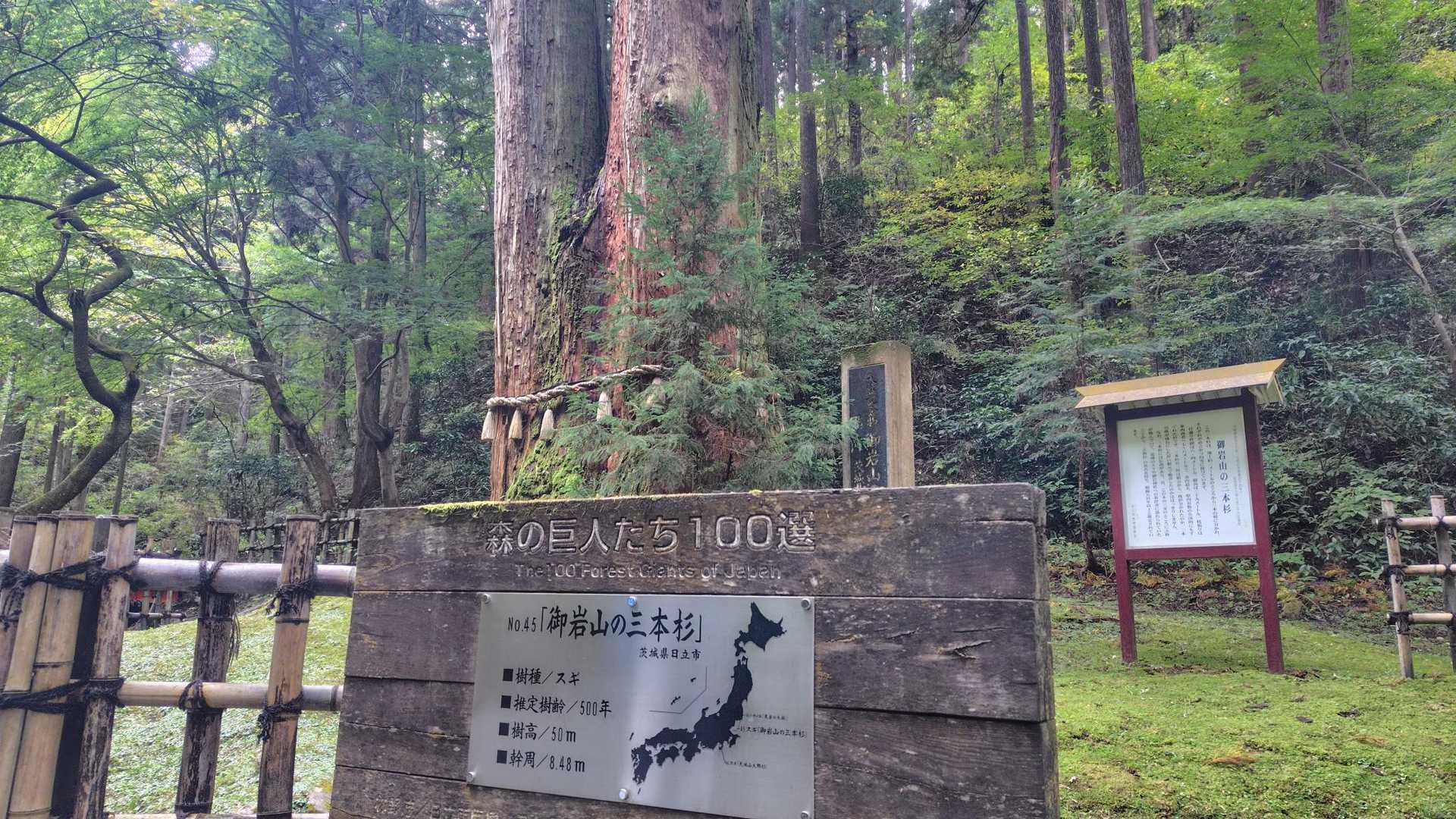 樹齢500年の御岩山の三本杉だそうです🫡