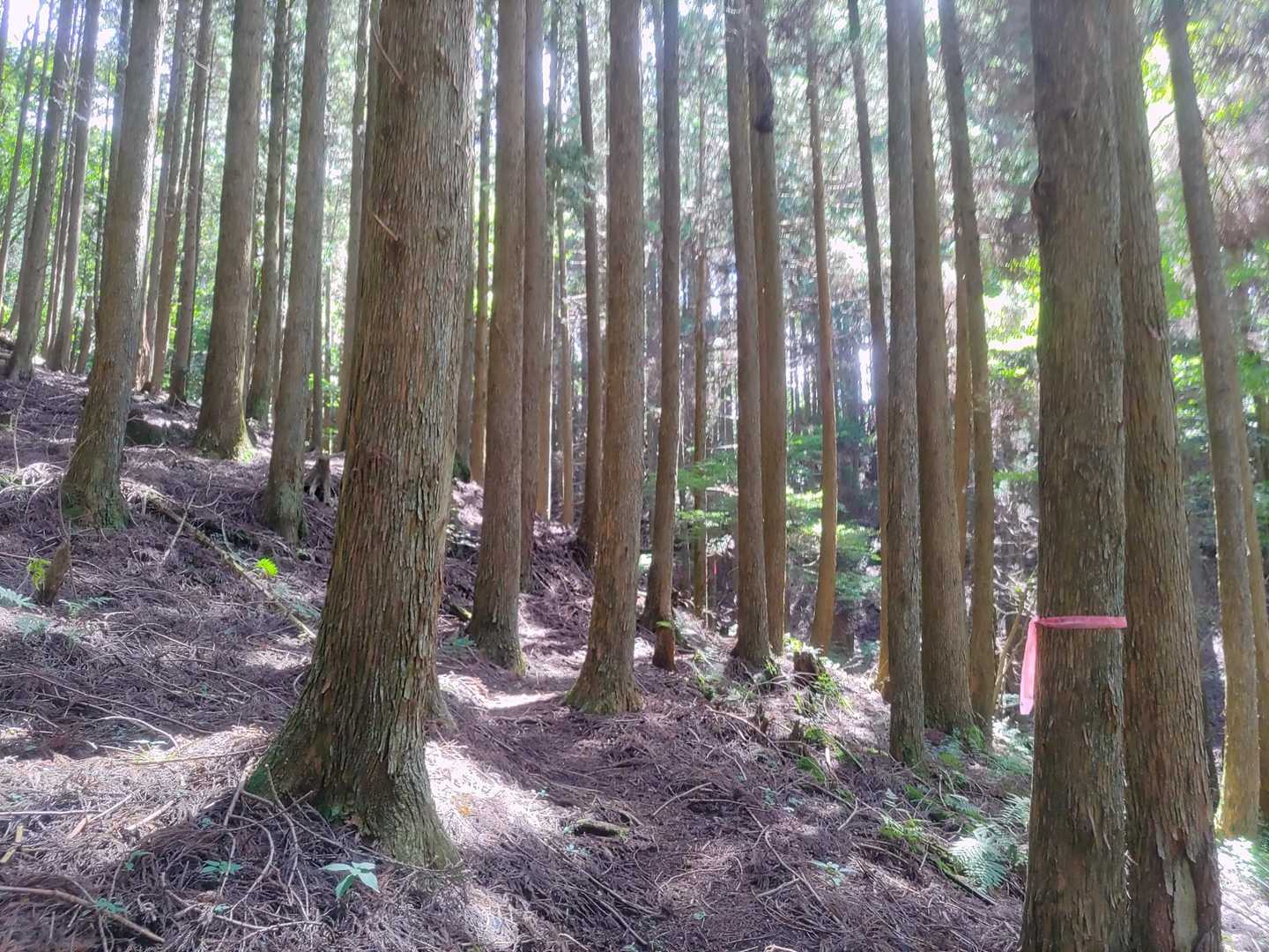 まずは山頂に向かいます🚶